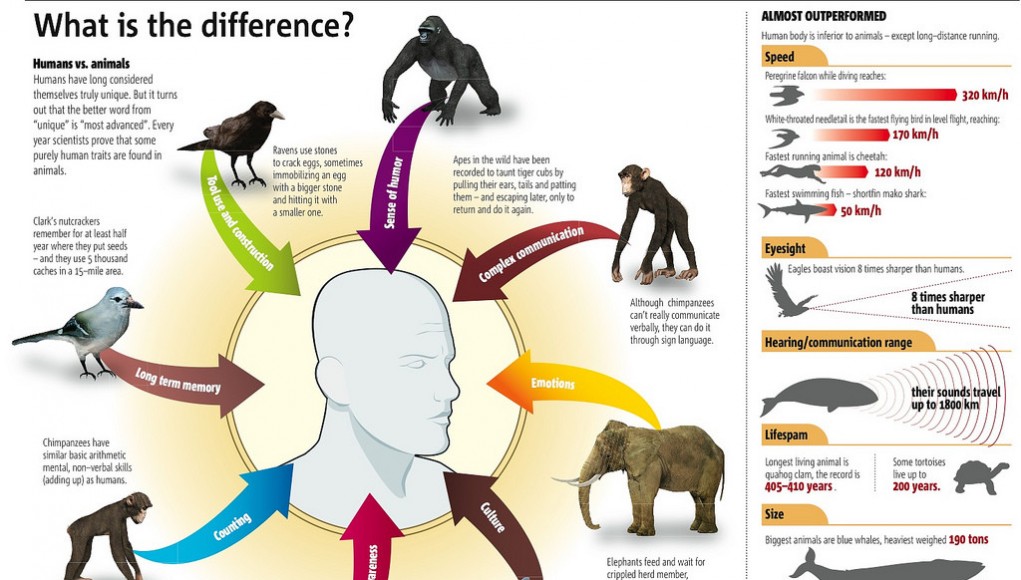 The Differences Between Humans And Other Animals (Infographic) | Third Monk 