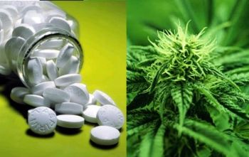 Deaths from Marijuana Vs 17 FDA Approved Pill Drugs (Study) | Third Monk 