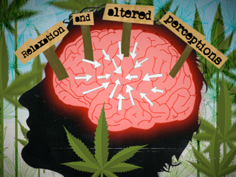 Scientists Map The Cannabinoid Receptors in The Human Brain (Video) | Third Monk image 3
