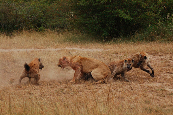 Eternal Enemies - Lions Vs Hyenas, National Geographic Documentary (Video)  - Karma Jello