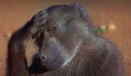 African Animals Get Drunk From Eating Marula Fruit (Video) - Karma Jello