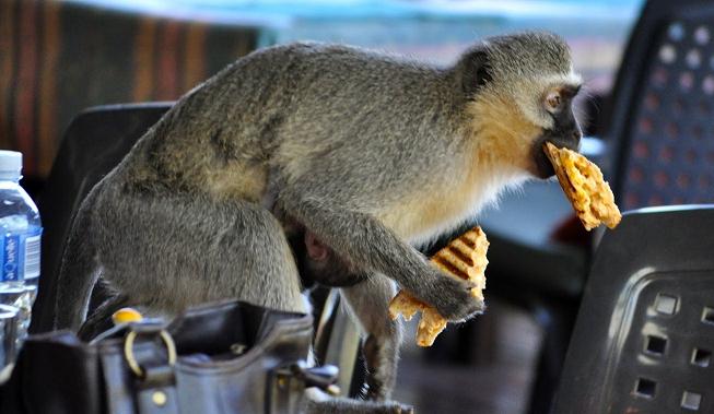 Hilarious PHOTOS of various animals stealing food from 