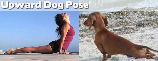 Yoga Positions Demonstrated By Funny Animals (Photo Gallery) | Third Monk image 22
