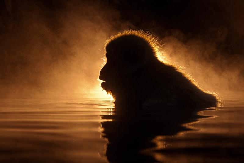 animal-sunset-photo-gallery-monkey