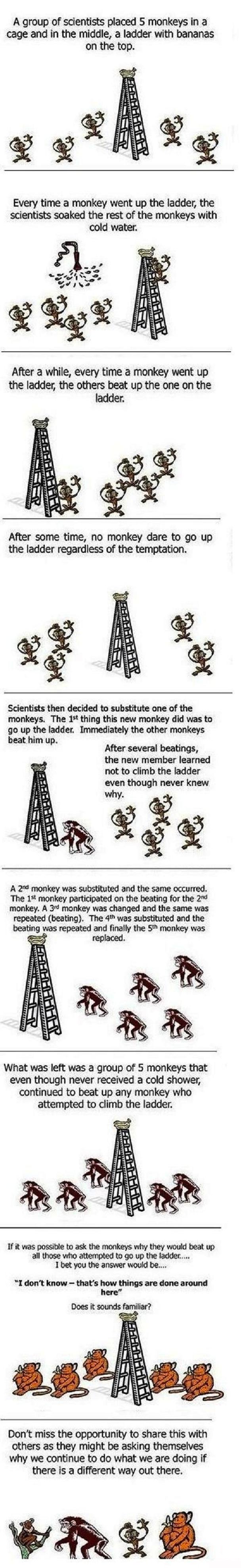 monkeys-bananas-step-ladders-and-water-sprays-experiment-comic-strip