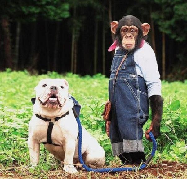 Monkey Vs Bulldog Situps Contest (Video) | Third Monk image 2