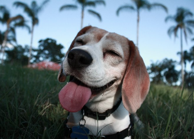 stoner-dogs-photo-gallery-baked-beagle