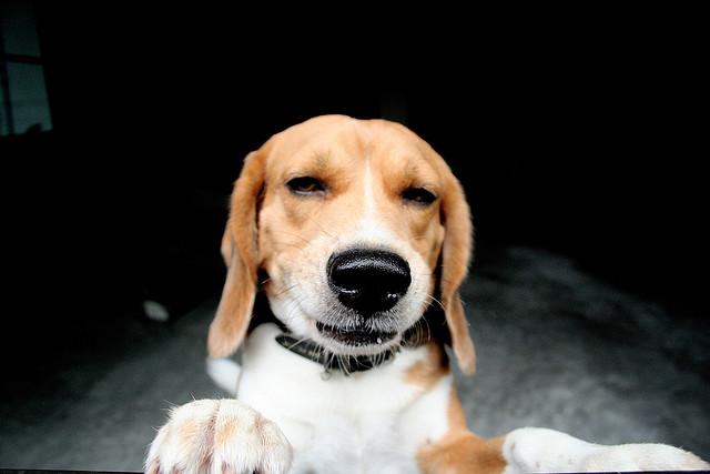 stoner-dogs-photo-gallery-beagle
