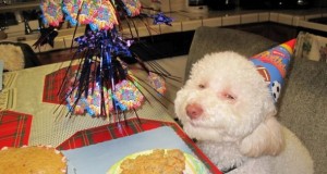 Funny Stoner Dogs Photo Gallery | Third Monk image 15