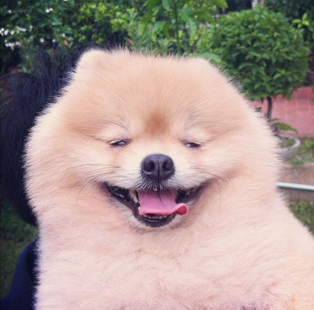 stoner-dogs-photo-gallery-chow
