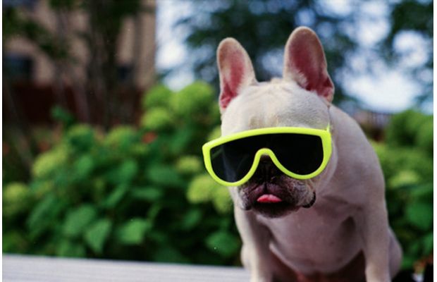 funny-animals-with-glasses-gallery-dog-3