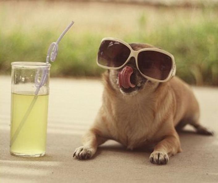funny-animals-with-glasses-gallery-dog-5