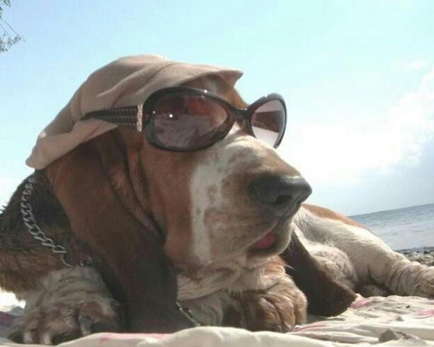 funny-animals-with-glasses-gallery-dog-beach