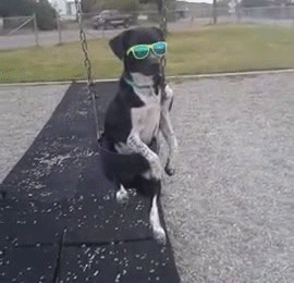 funny-animals-with-glasses-gallery-dog-gif