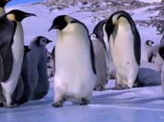 Penguin Fails and Bloopers Compilation (Video) | Third Monk 