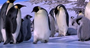 Penguin Fails and Bloopers Compilation (Video) | Third Monk 