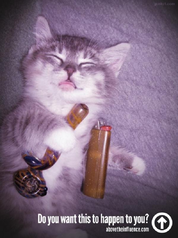 stoner-weed-meme-stoned-cats