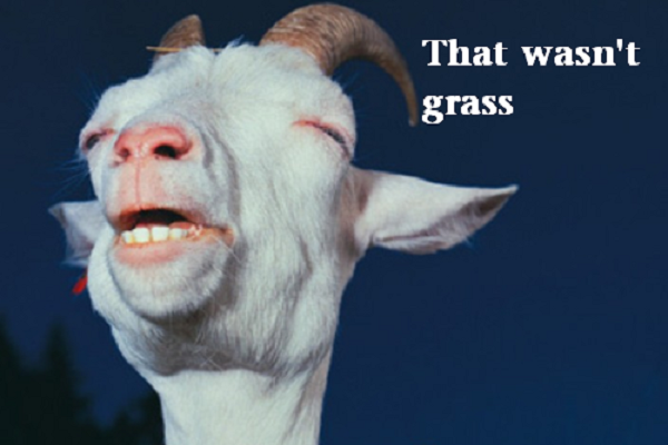 stoner-weed-meme-stoned-goat