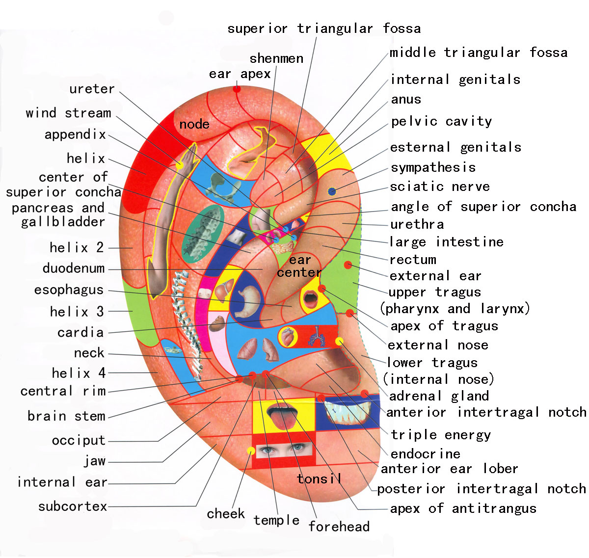 Does Pressure Point Therapy Reflexology Really Work Guide Third Monk