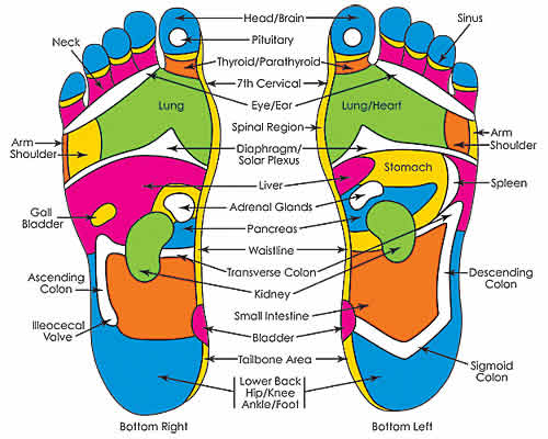 Reflexology FOOT