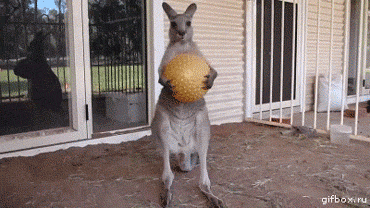 angry-kangaroo