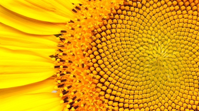 The Fibonacci Sequence: Nature by Numbers (Video) | Third Monk image 1