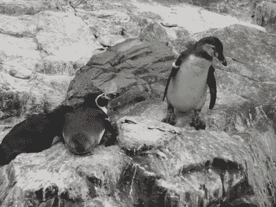 penguin-shove