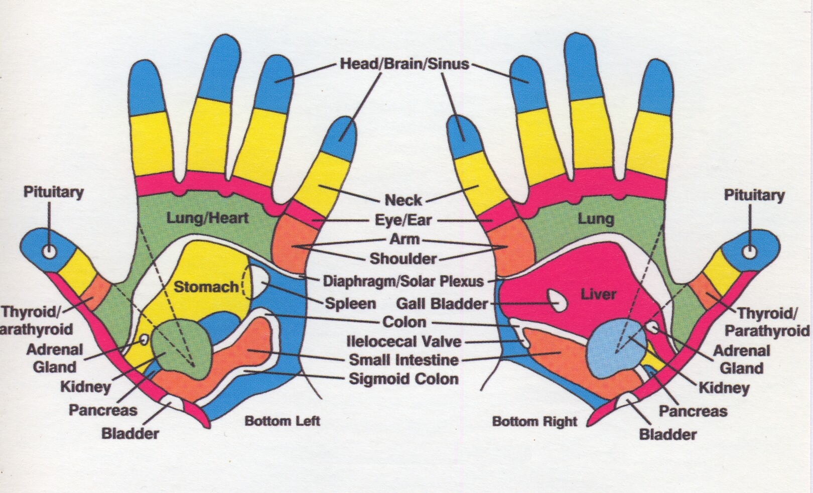 Foot Hand Reflexology Chart