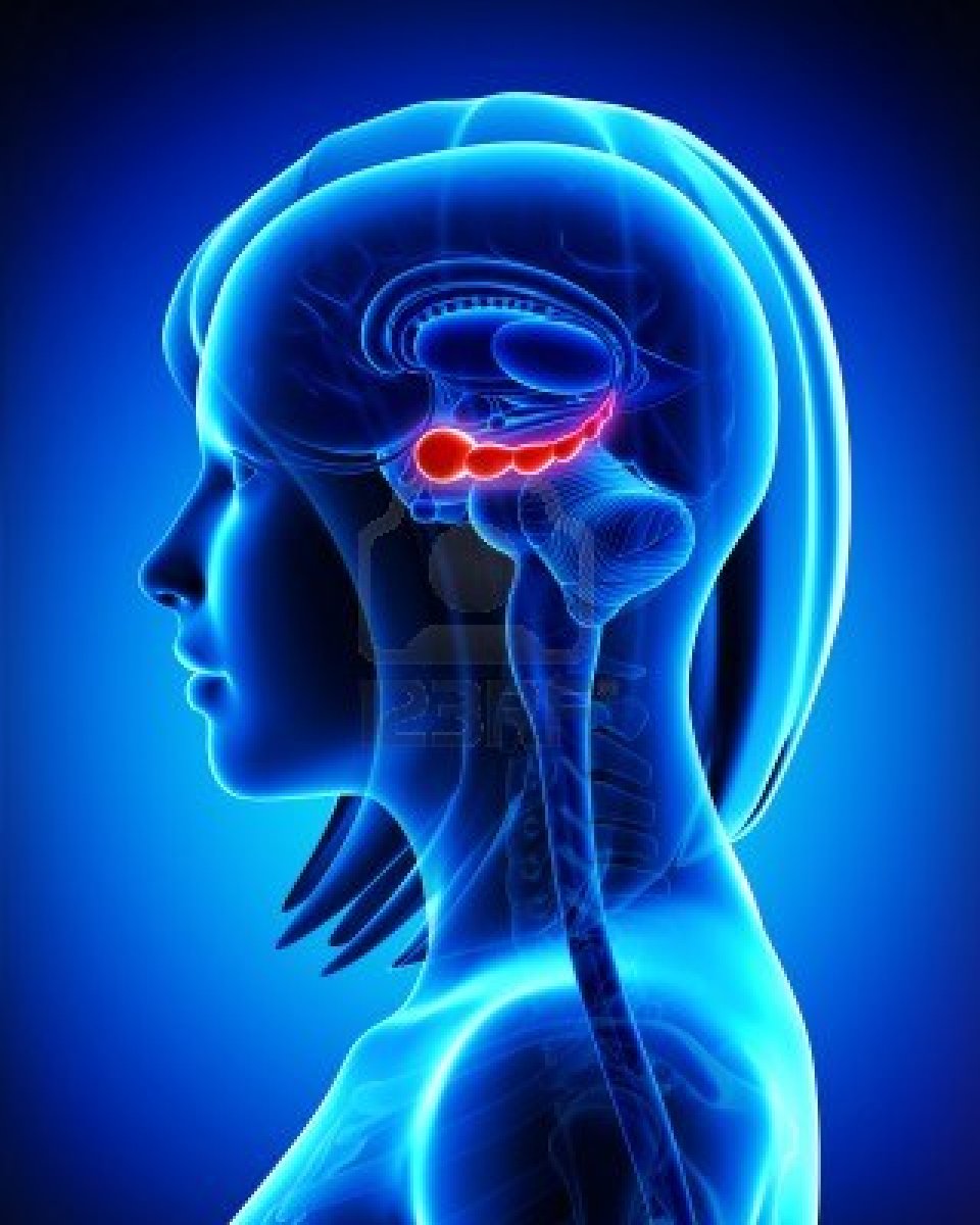 brain-hippocampus-anatomy-of-female