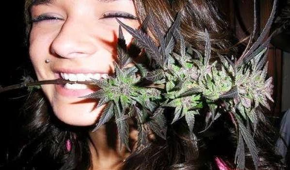 cannabis-sex-weed-flower
