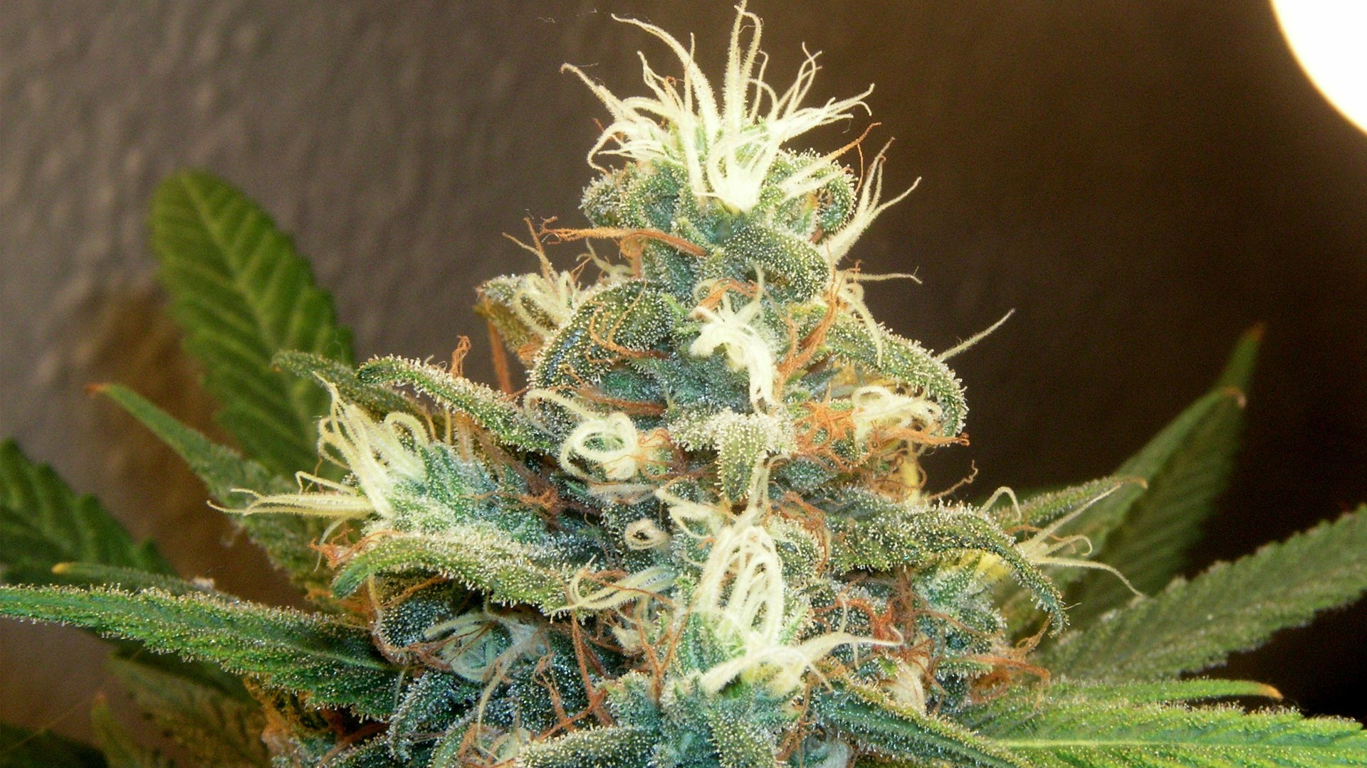 dreamy-weed-kings-of-cannabis