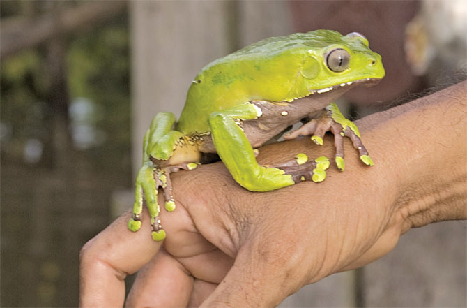 What are hallucinogenic frogs?