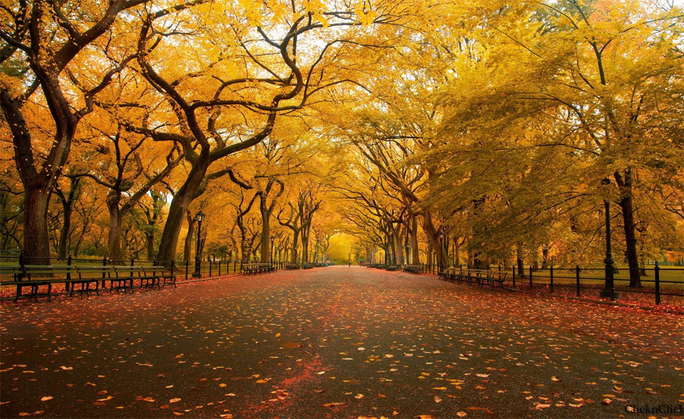 Yellow autumn in Central Park, New York. Photo by: Christopher Schoenbohm