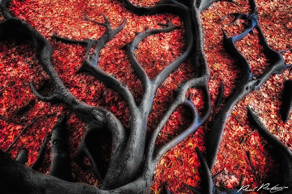 Black roots on red leaves. Photo by: Paul Pichugin