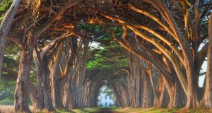 Landscape Photography - Stunning Tree Gallery | Third Monk image 1