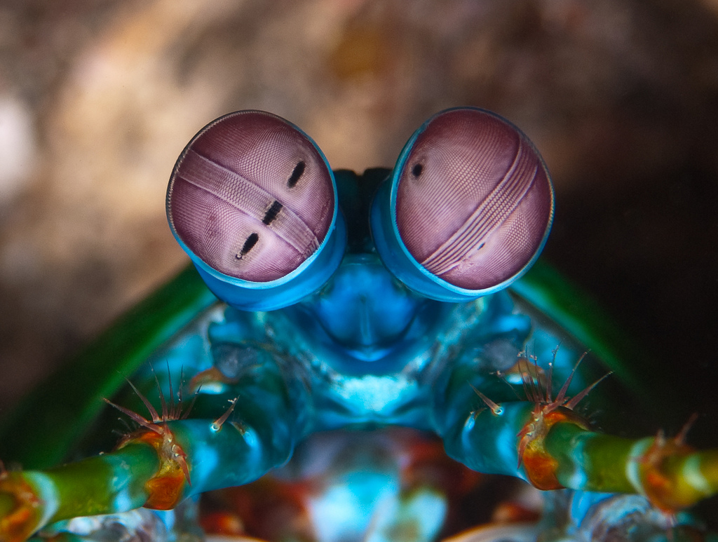 Mantis Shrimp - Natural Psychedelic Vision and Awesomeness | Third Monk image 3