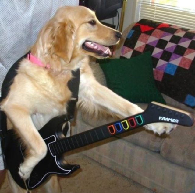 Guitar Hero Dog