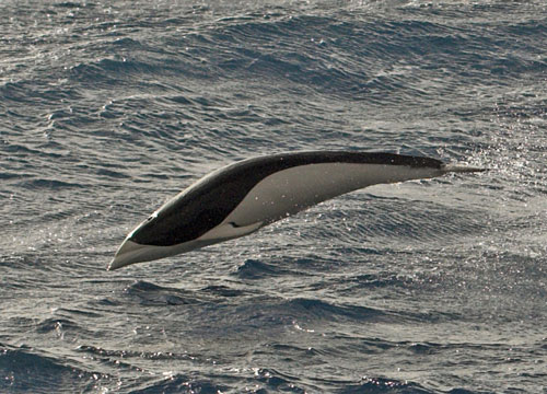 Southern-right-whale-dolphin