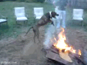 dog-jumps-over-fire