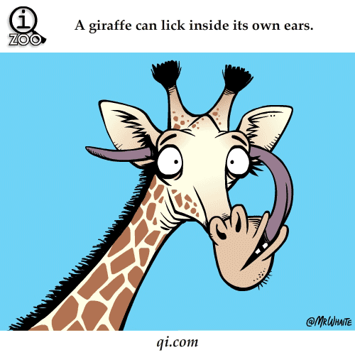 giraffe licks own ear