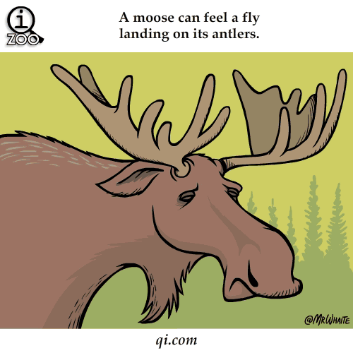 moose feels fly on antlers