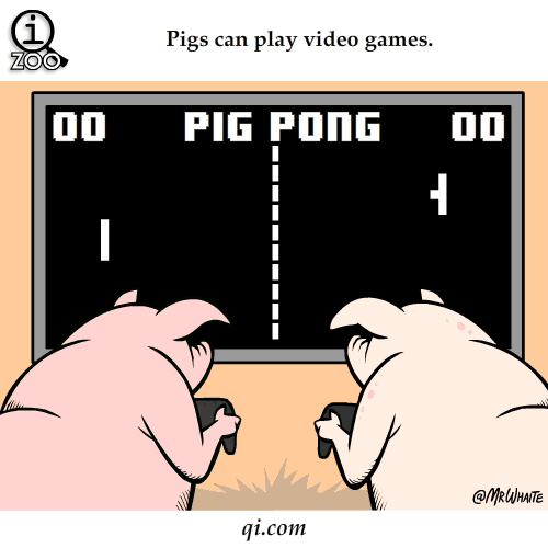 pig pong