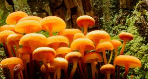 Enchanting Photos of Mushrooms in Their Element (Photo Gallery) | Third Monk image 14
