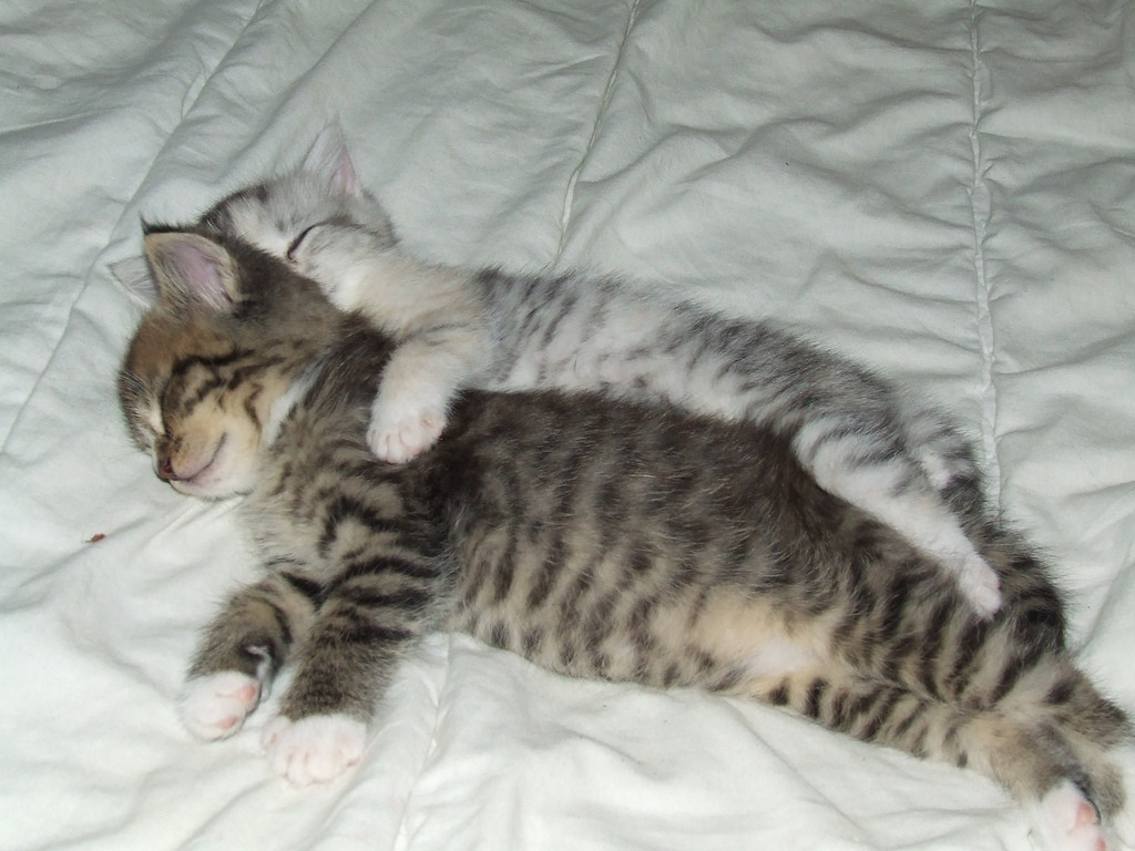 Cuddling-cats