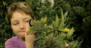 Children of Cannabis - Getting Stoned and Fighting Sickness (Video) | Third Monk 