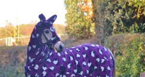 Hilarious Animals in Sweaters (Photo Gallery, Video) | Third Monk image 1