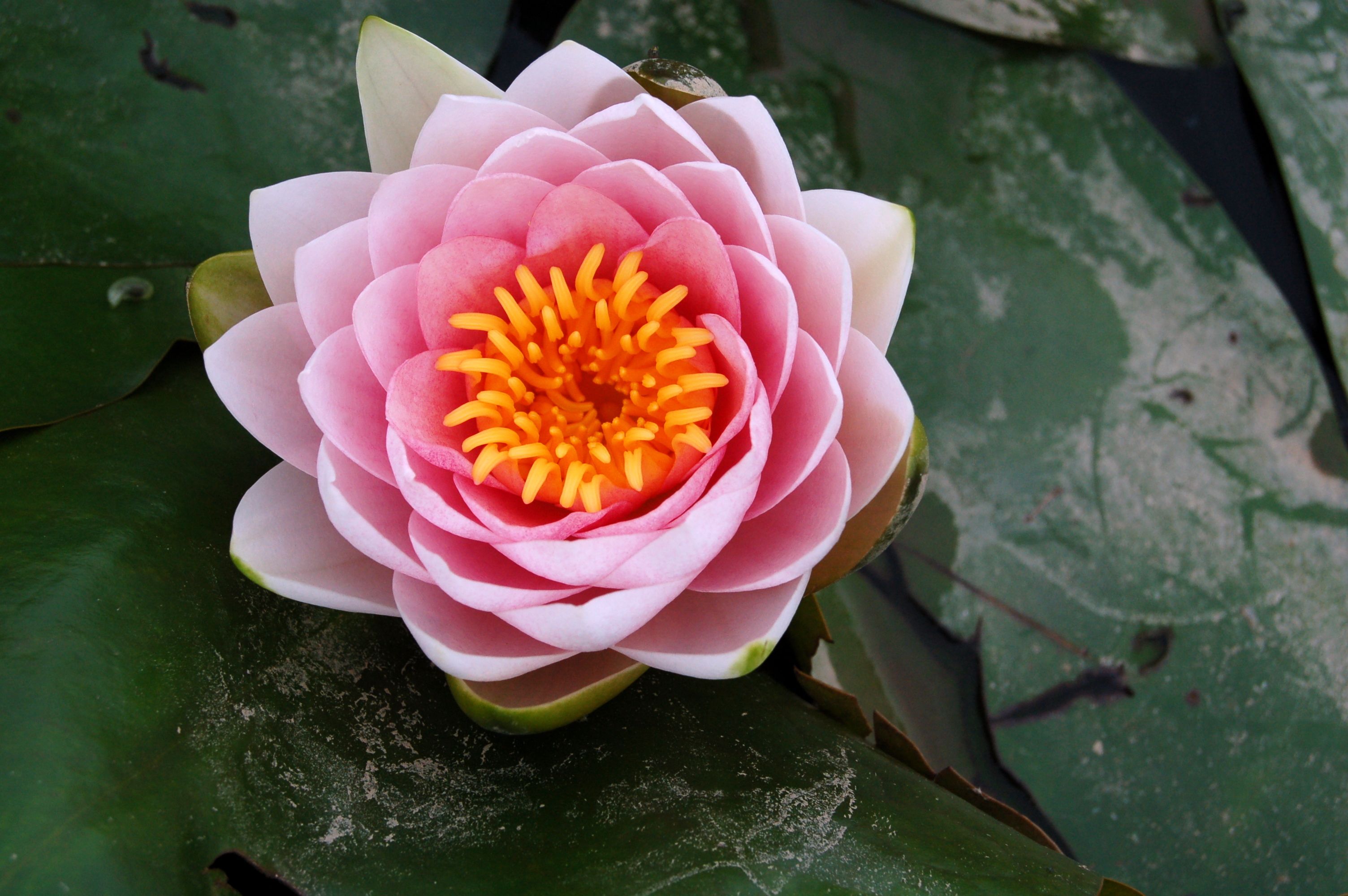 beautiful-lotus-flower-pictures-Four Noble Truths