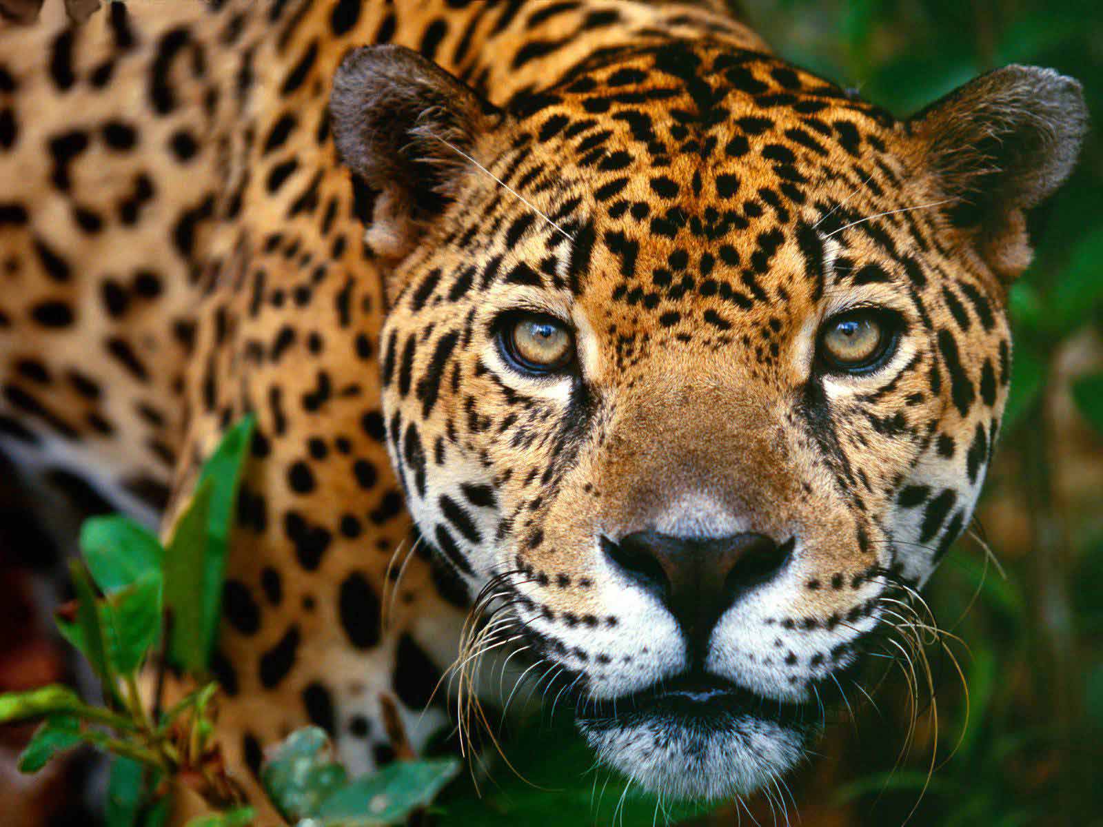 jaguarbrasilia1