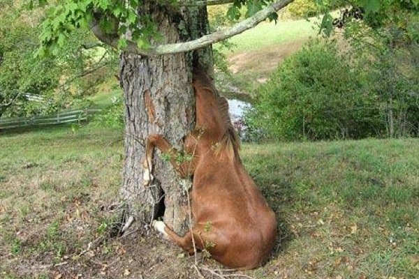 treehorse