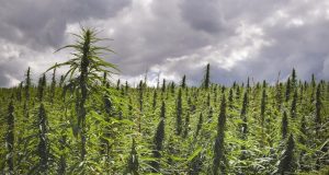 5 Uses of Hemp That Show Why It Should Be Legalized Immediately | Third Monk image 6